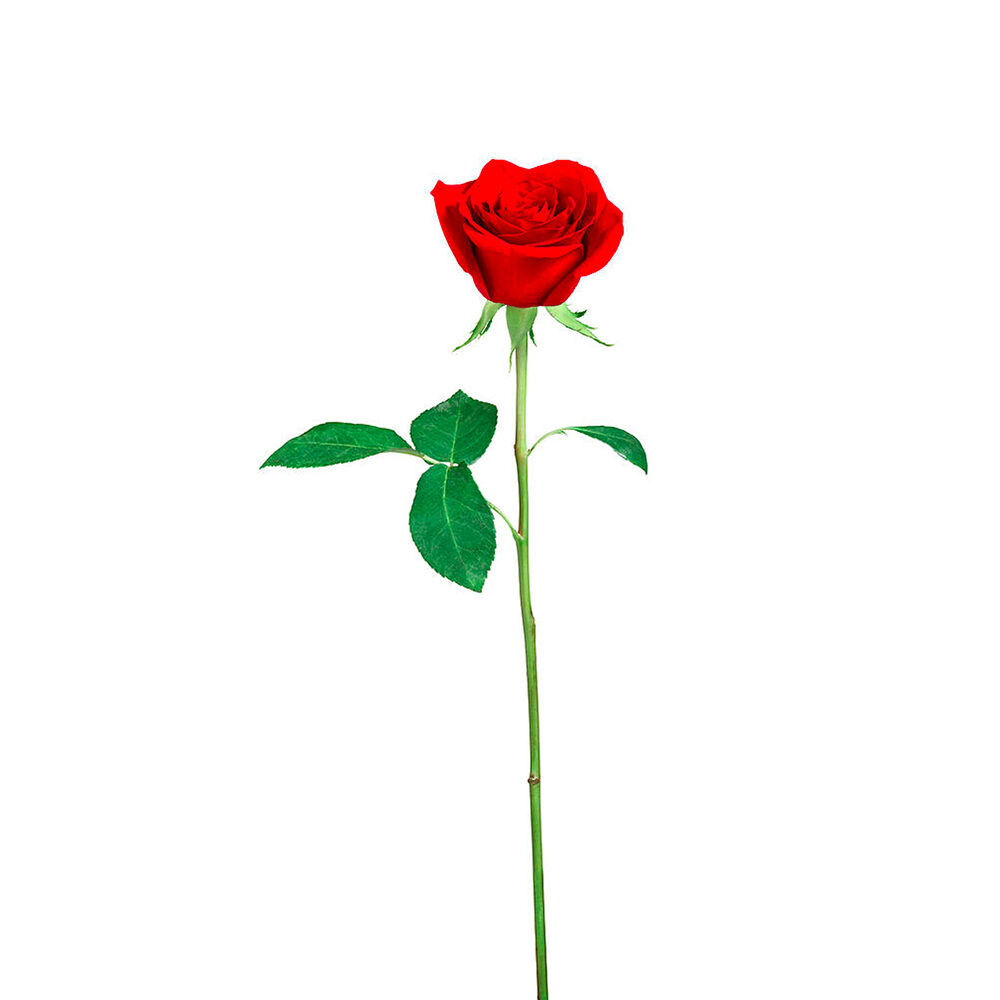Rosa rossa Palermo